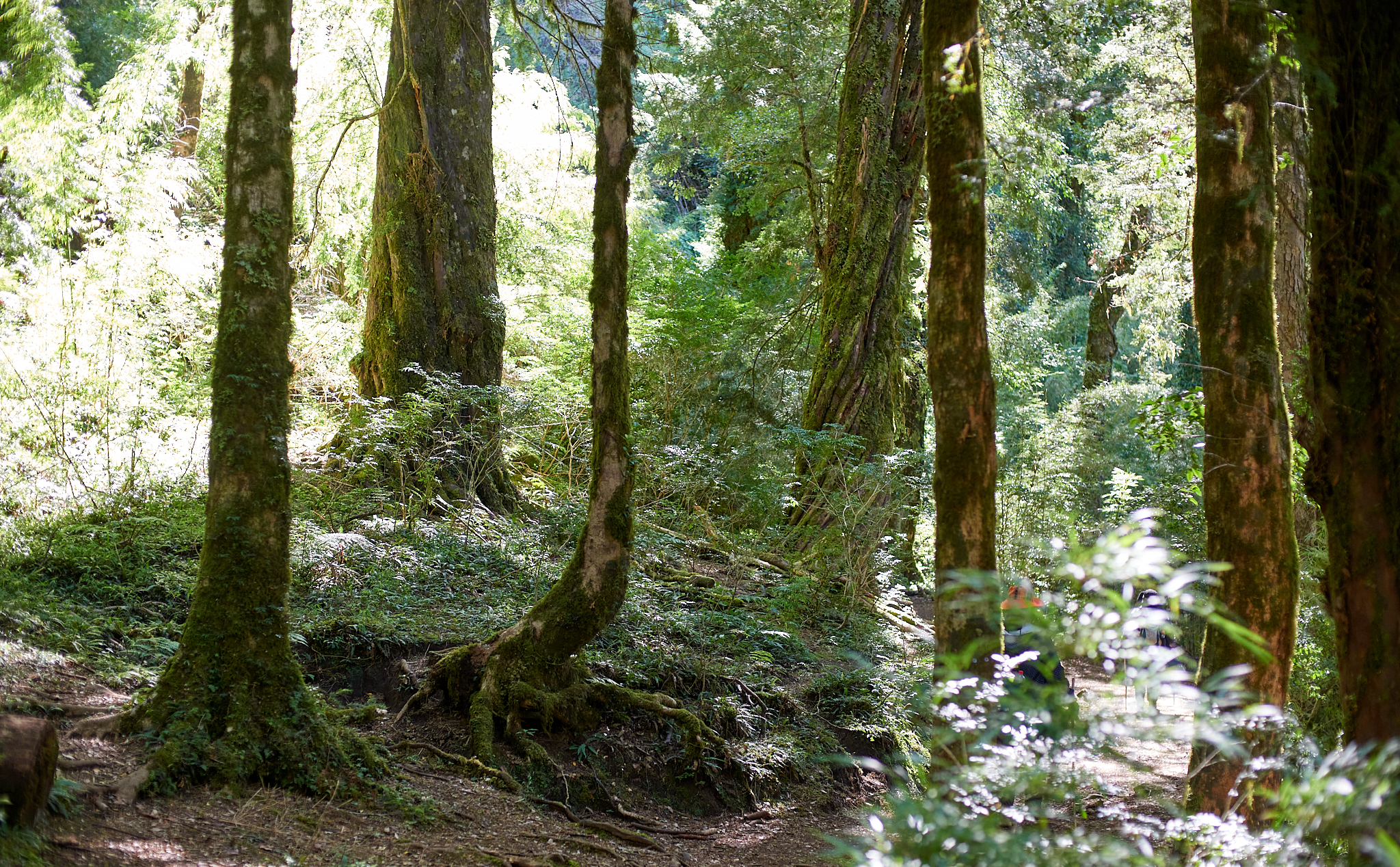 20200317 875 [칠레] 푸콘 우에르케우에 국립공원 트레킹